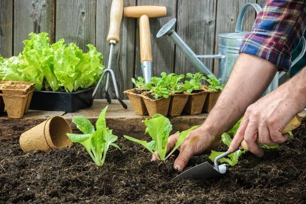 Growing from Within: Why Economic Gardening Beats Hunting